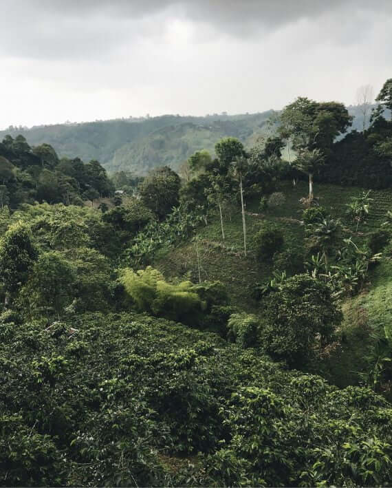 COLOMBIA CALDAS